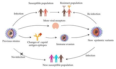 Evolutionary Mechanism of Immunological Cross-Reactivity Between Different GII.17 Variants